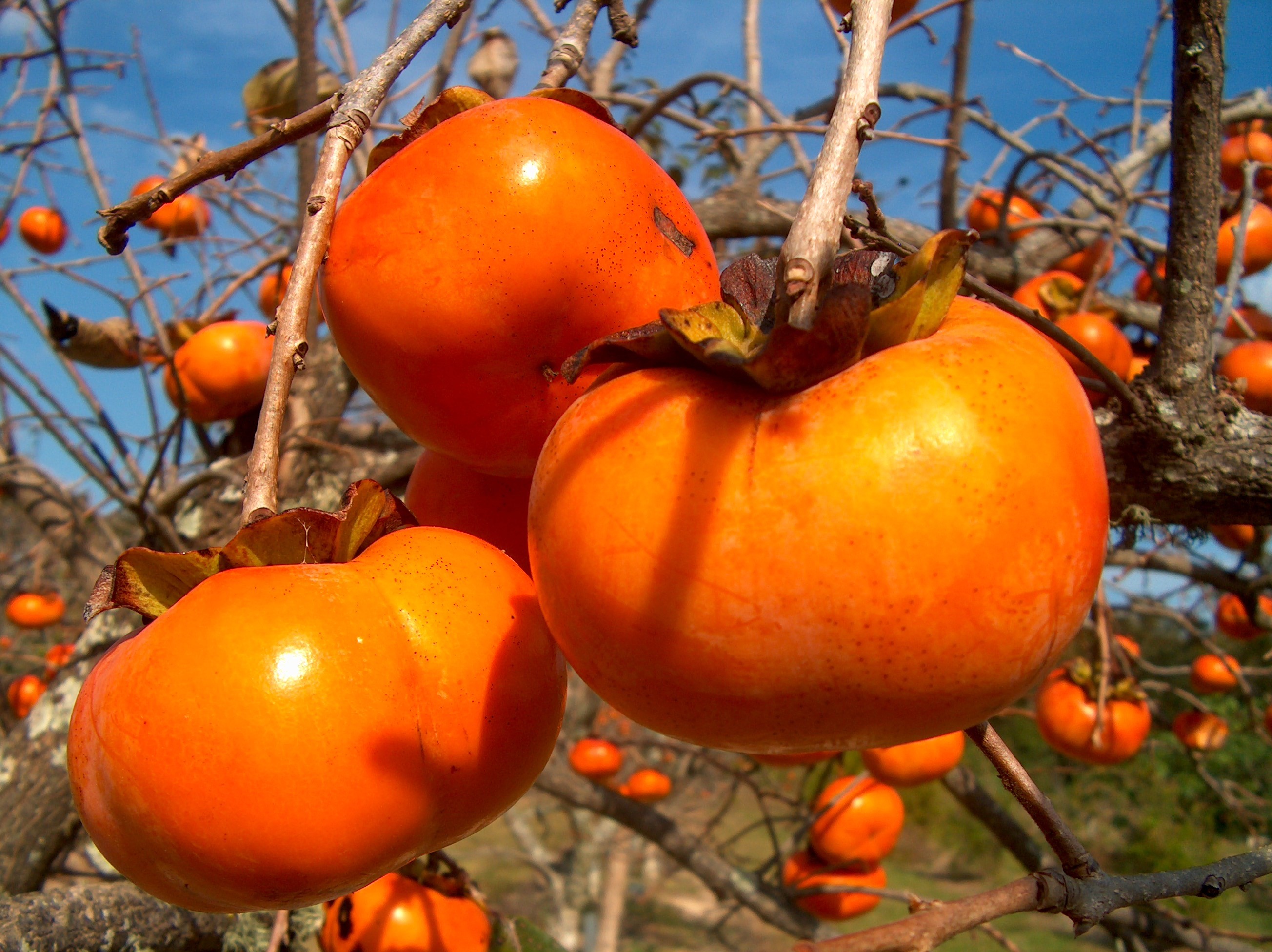 Online Plant Guide Diospyros kaki 'Fuyu Imoto' / Fuyu Imoto Persimmon